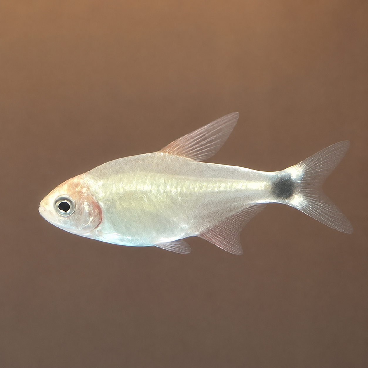 Peppermill Tetra