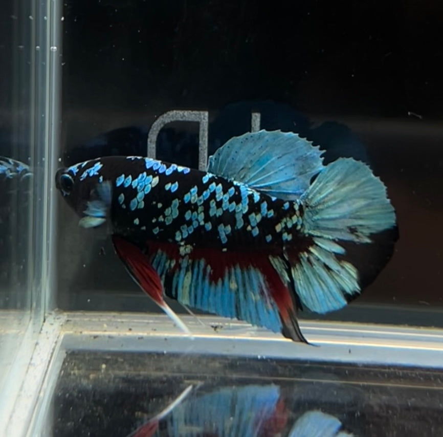 Green Avatar HMPK Male Betta