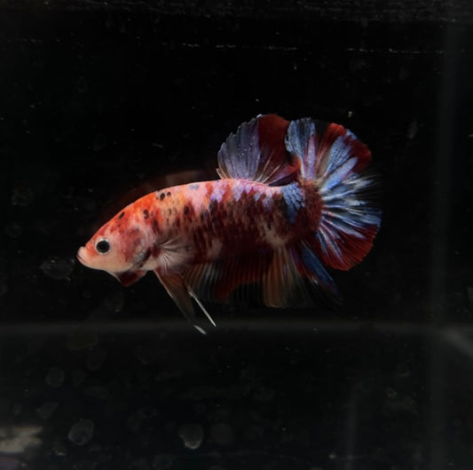 Giant Nemo Galaxy HMPK Male Betta