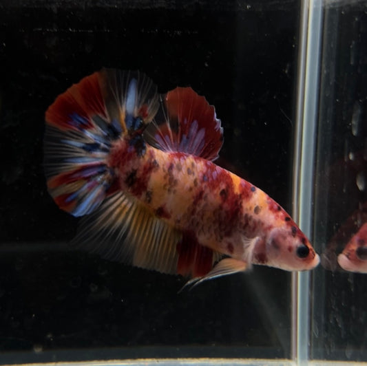 Giant Nemo Galaxy HMPK Male Betta