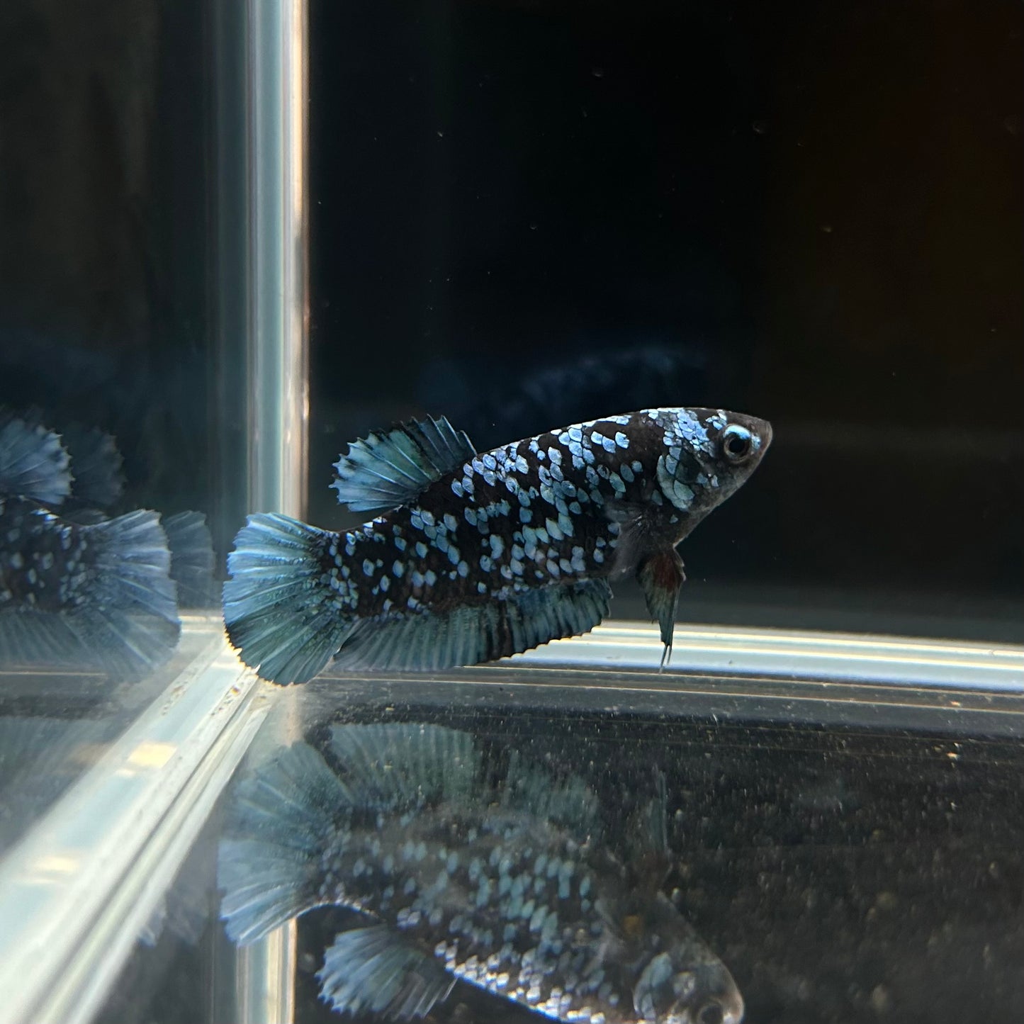 Ready to Breed Grey Blue Avatar HMPK Female Betta