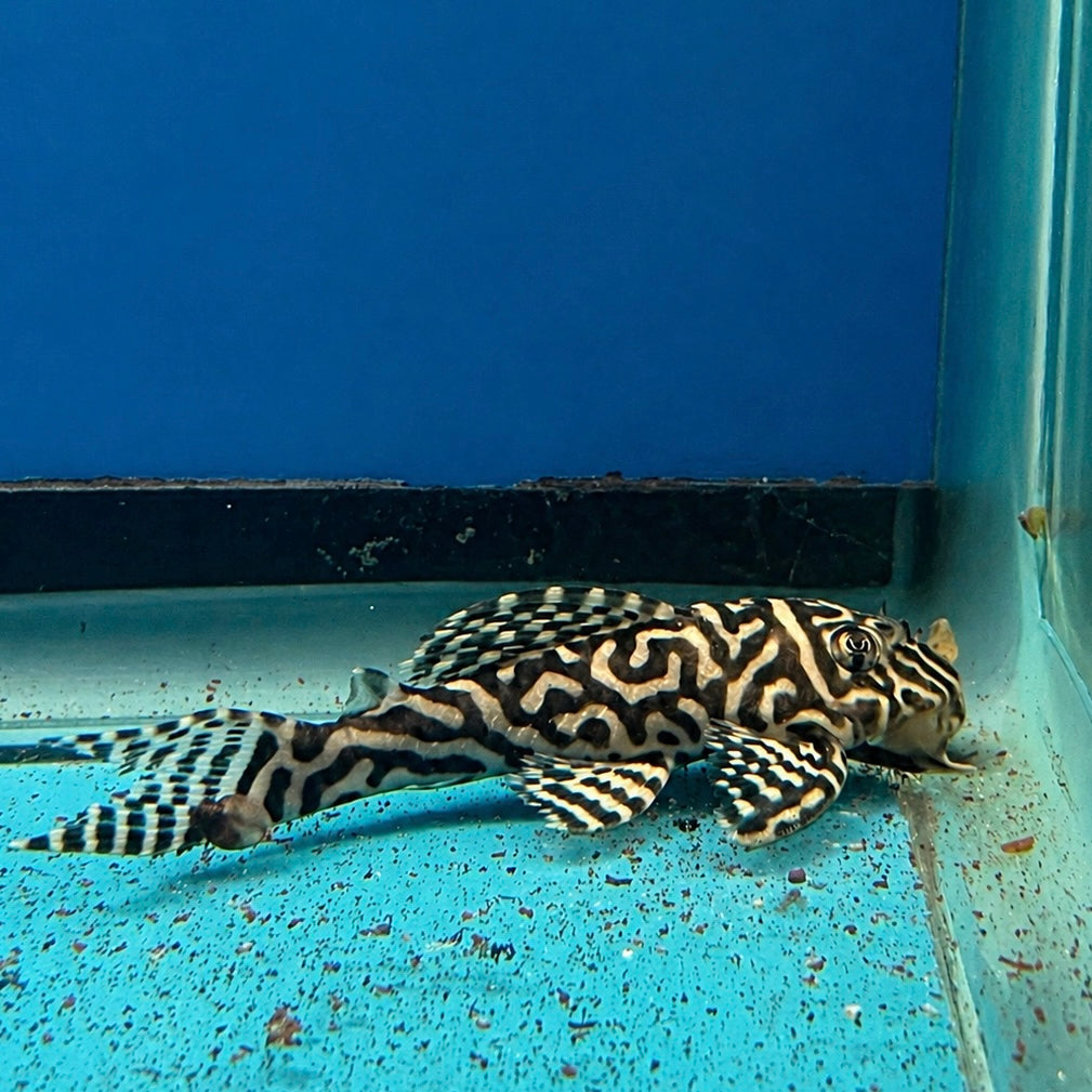 L333 KING TIGER PLECO 2.5”