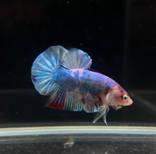 Giant Candy Koi HMPK Male Betta