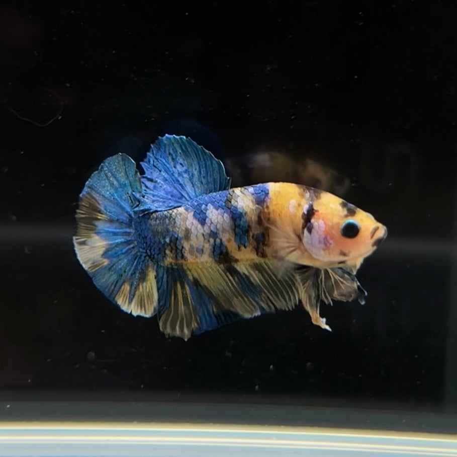 Yellow Galaxy Koi HMPK Male Betta