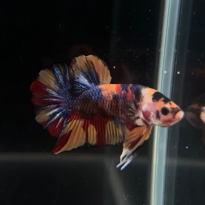 Nemo Multicolor Koi HMPK Male Betta