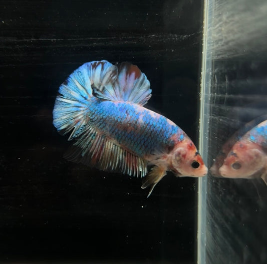 Giant Blue Candy Koi HMPK Male Betta