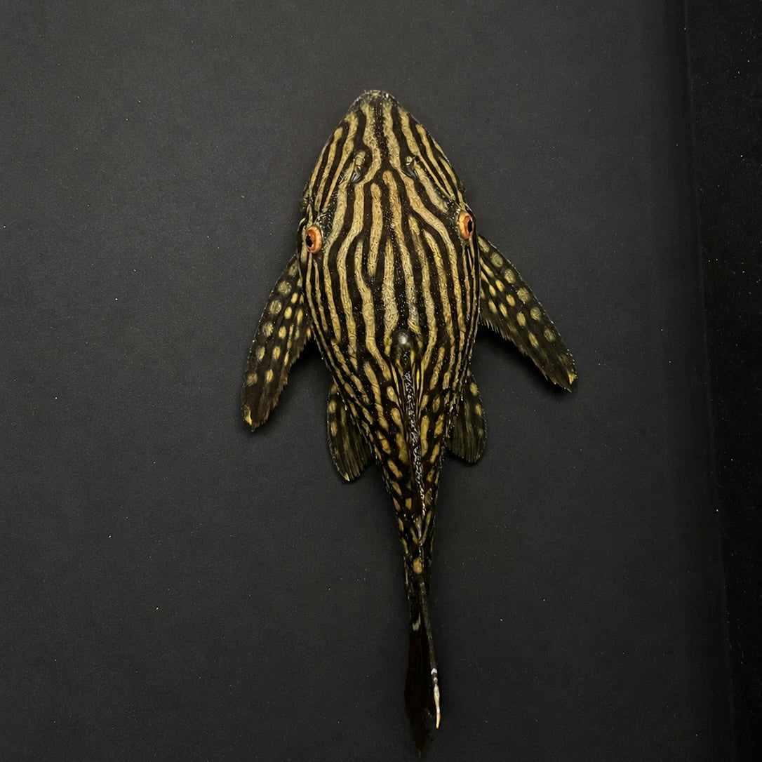 L330 Watermelon Pleco