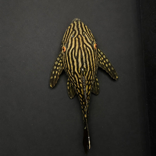 L330 Watermelon Pleco