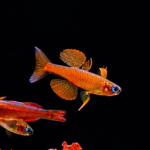 Red Neon Blue-eye Rainbowfish(Pseudomugil luminatus)