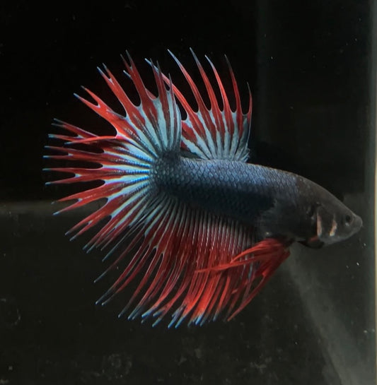 CT Blue Red Grizzly Male Betta