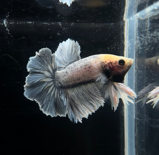 Grizzly Blue Feathertail Male Betta