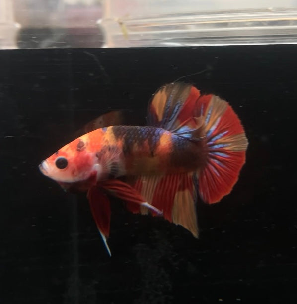 HMPK Koi Nemo Male Betta
