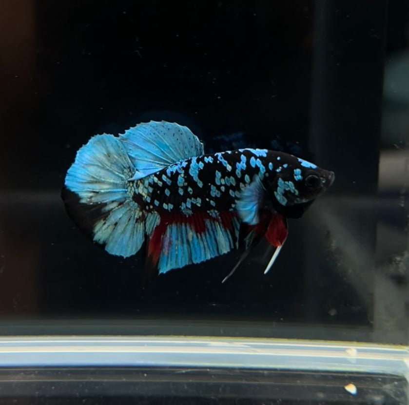 Green Avatar HMPK Male Betta