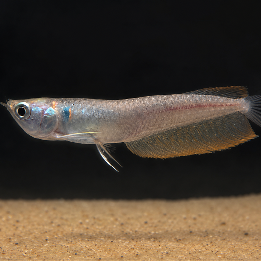 Silver Arowana