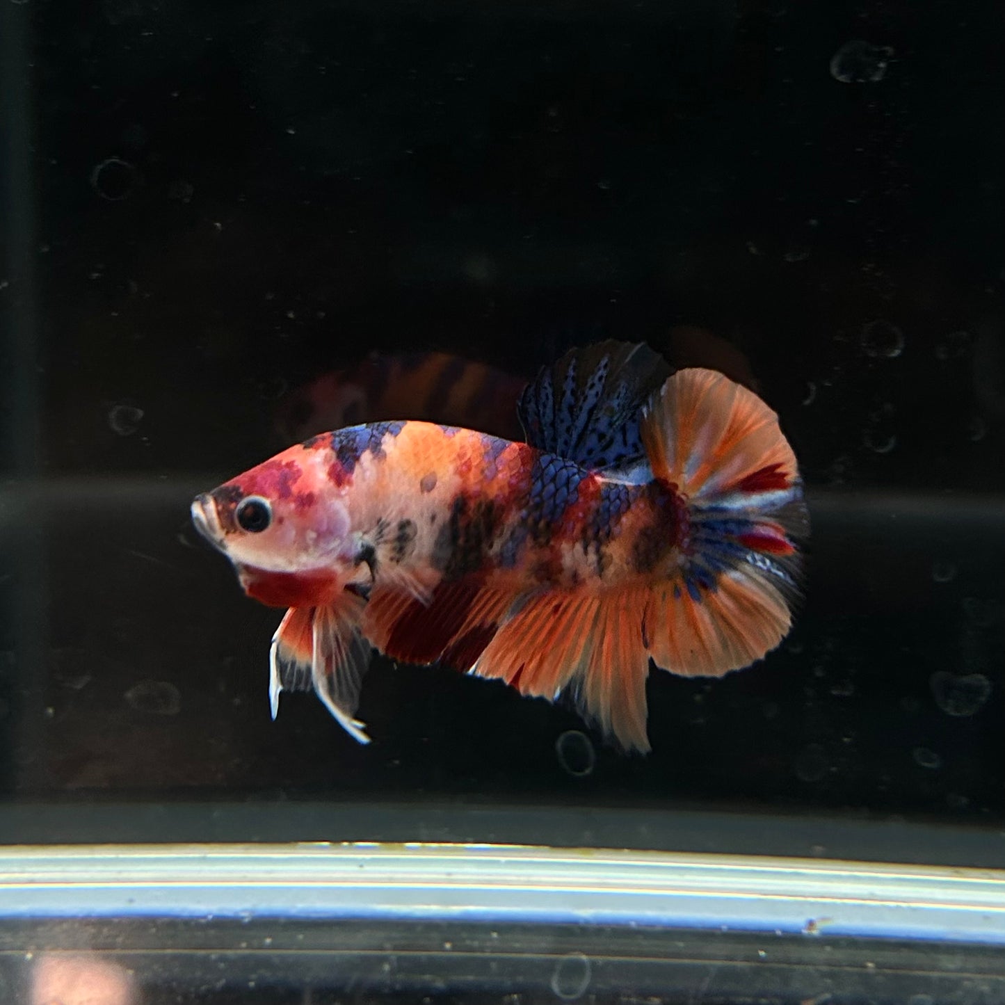 Nemo Multicolor Koi HMPK Male Betta