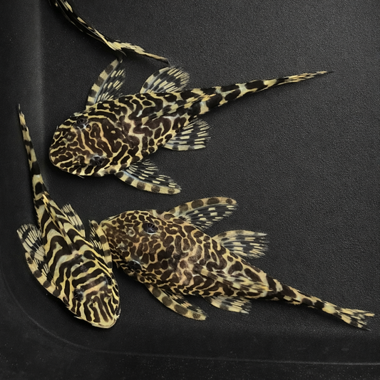 Leopard Frog Pleco