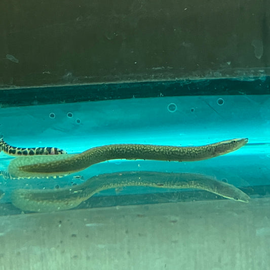 Sinobdella spp. "pipefish face eel"