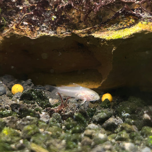 Albino Pygymy Corydoras