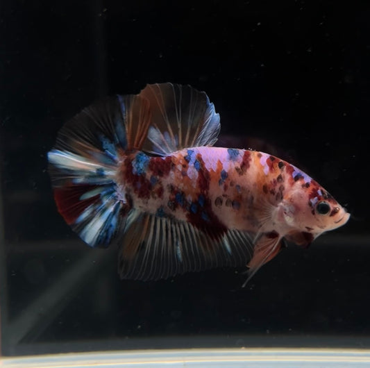 Giant Nemo Galaxy Koi HMPK Male Betta