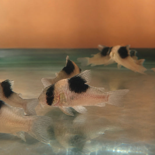 CW051 New Panda Corydoras