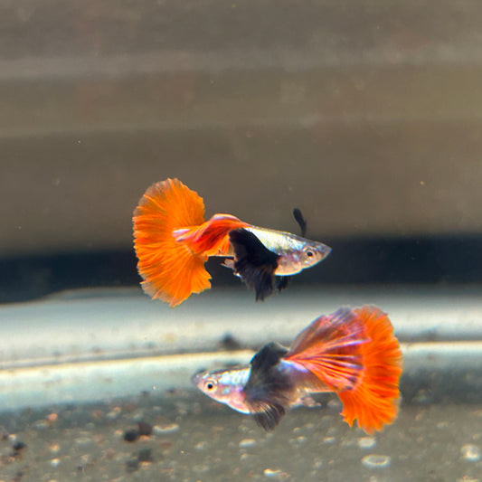 Platinum Dumbo Ear Guppies