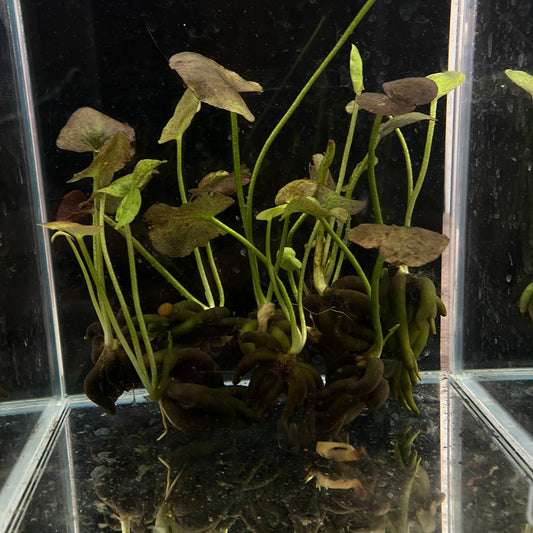 Banana Plant Nympoides Aquatica