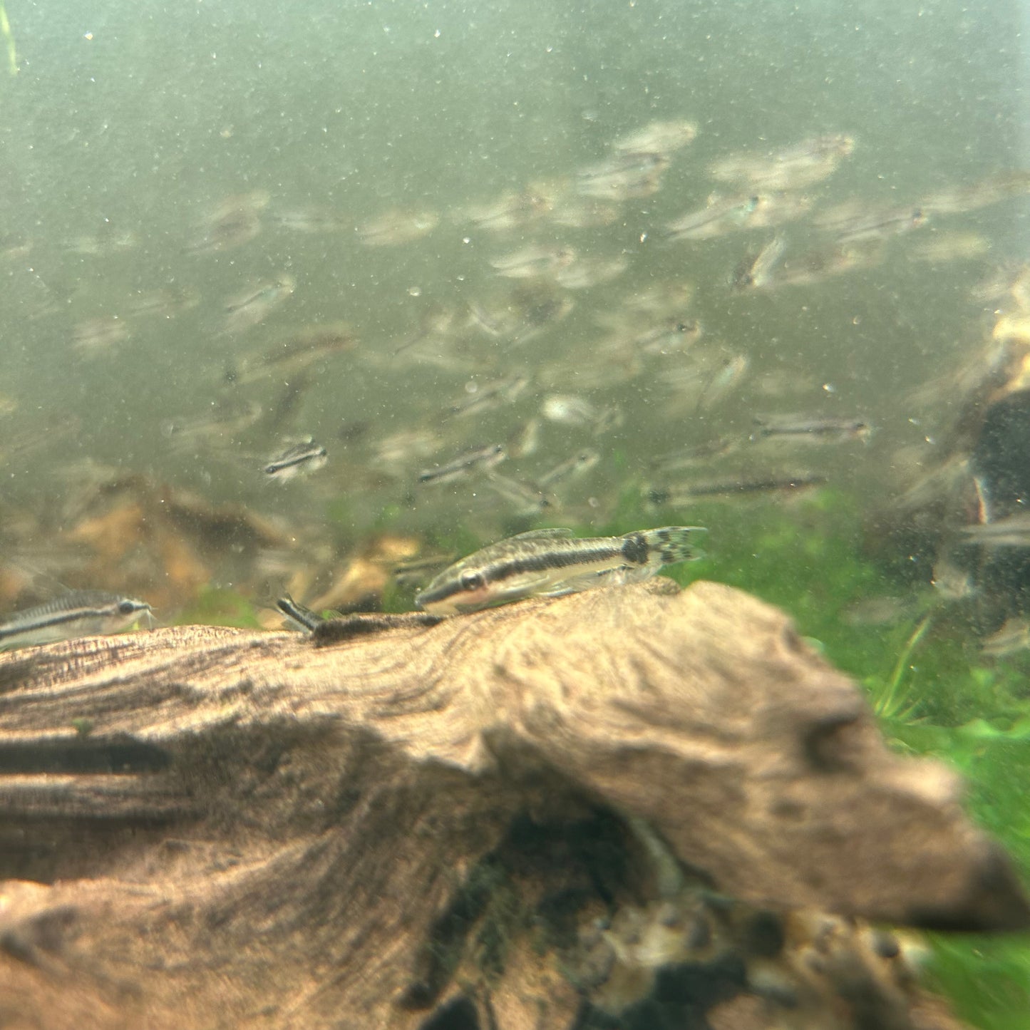 Otocinclus for sale 