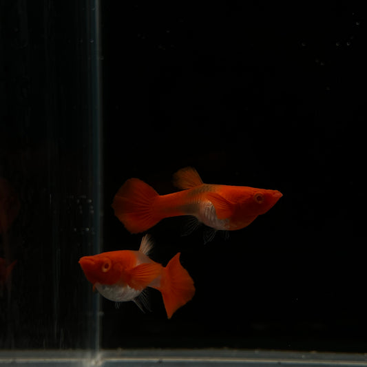 Koi Red Ear Albino Guppy