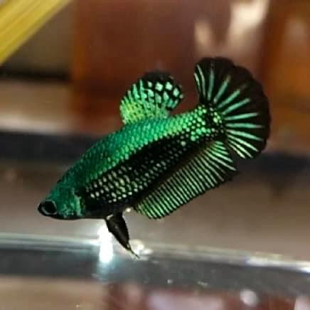 HMPK Female Green Samurai Betta