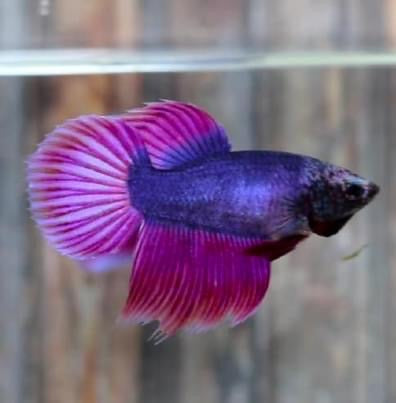 Purple VT Female Betta