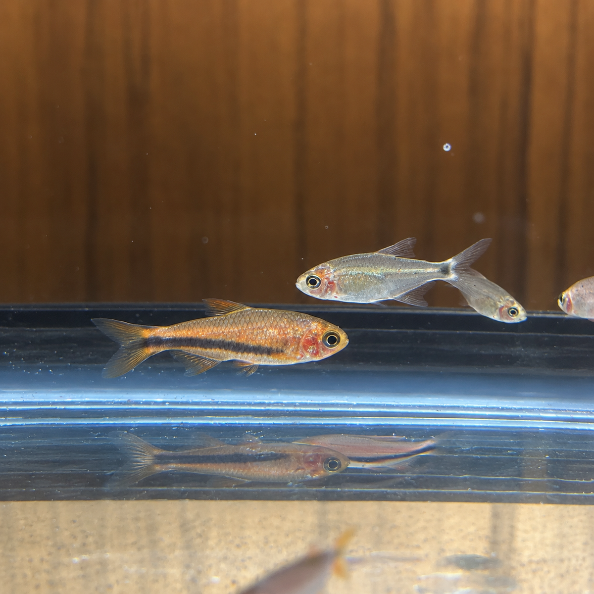 Black Arrow Tetra(inpaichthys luizae)