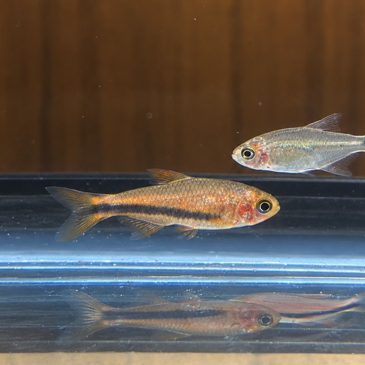 Black Arrow Tetra(inpaichthys luizae)
