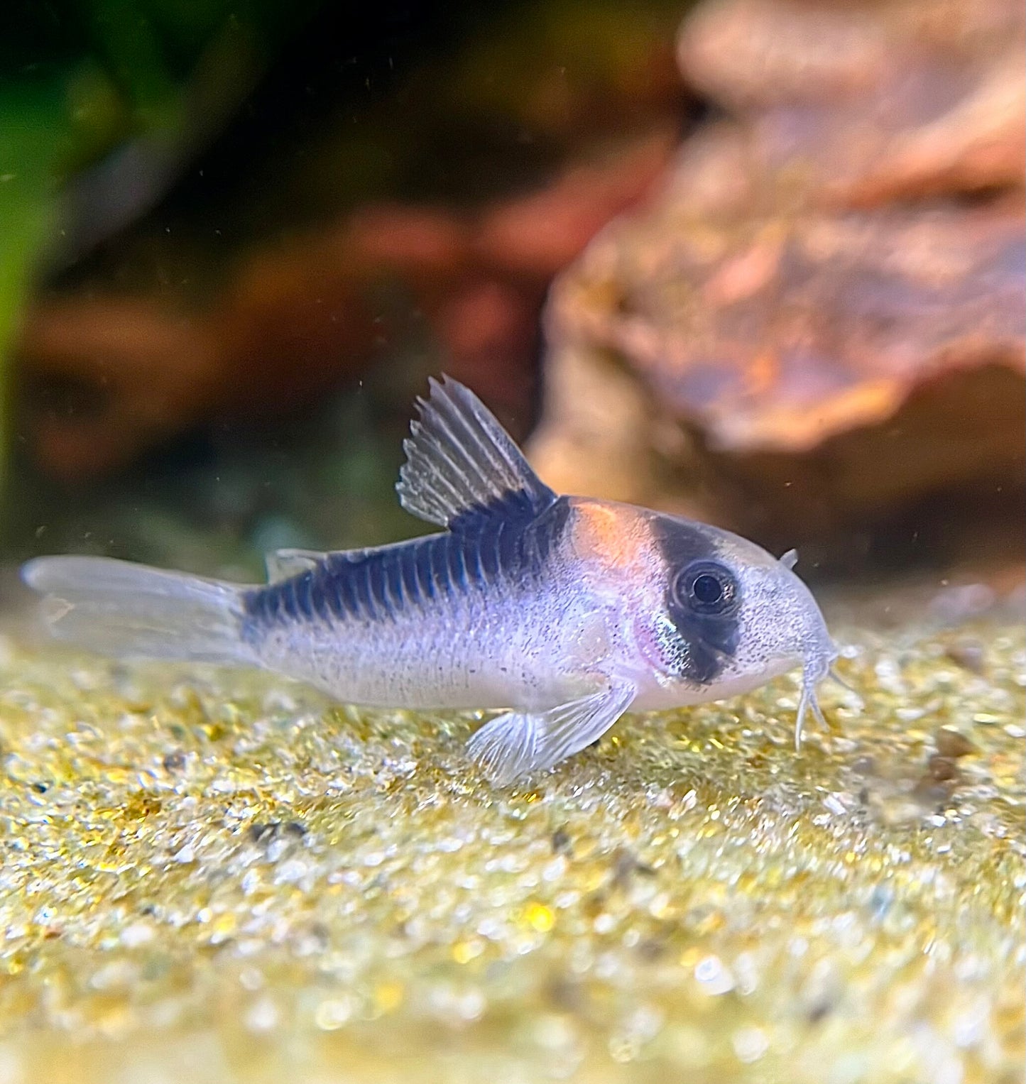 Adolfoi Corydoras