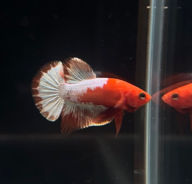 Red Fancy Cooper Male Betta