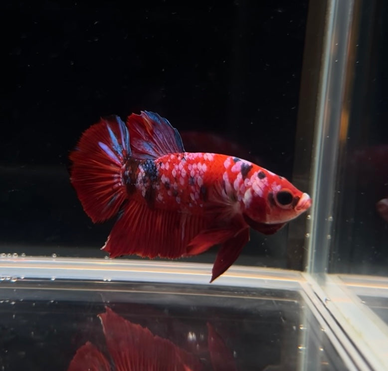 Red Barongsai Koi Male Betta