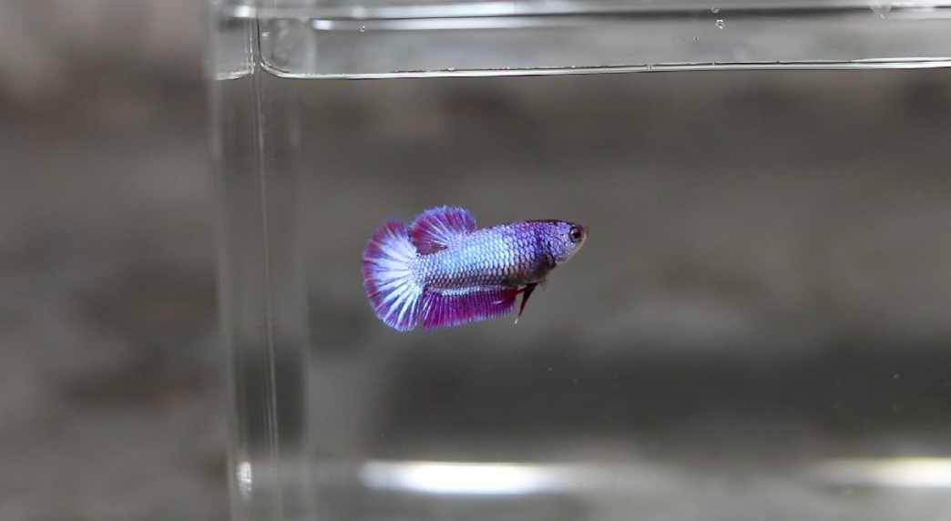 HMPK Purple Dragon Female Betta