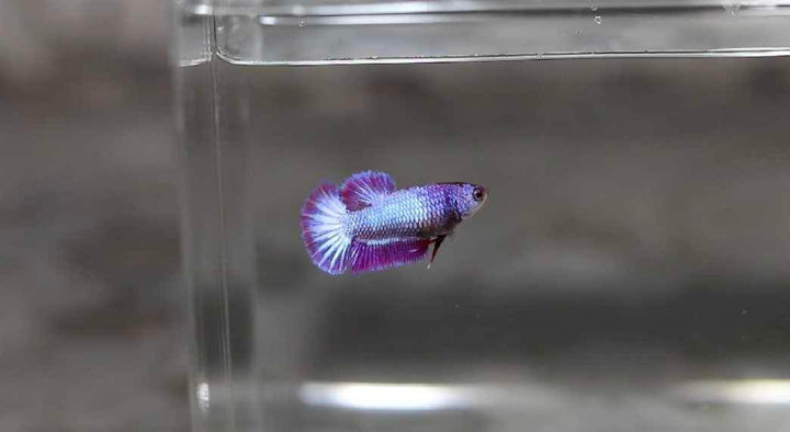 Female Bettas for sale – tagged 