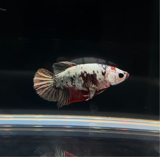 Breeding Ready Red Koi Copper