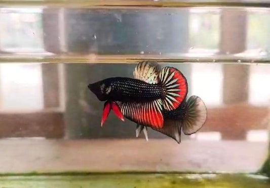 Imbellis Male Betta