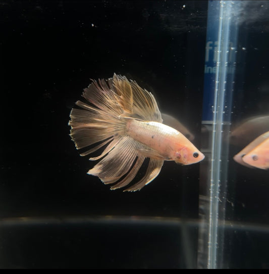 24k Gold Halfmoon Male Betta