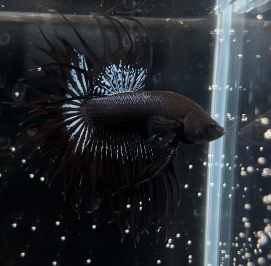 King Black Crowntail Male Betta