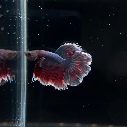 Dark Lavender Halfmoon Male Betta