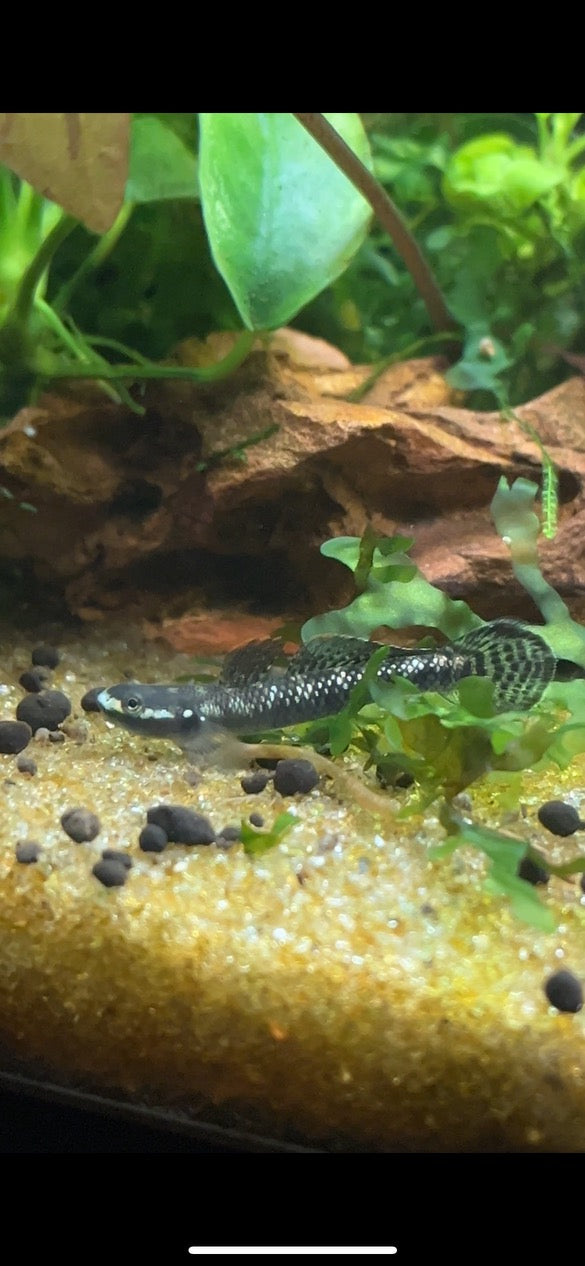 Neon Blue Stiphodon Goby