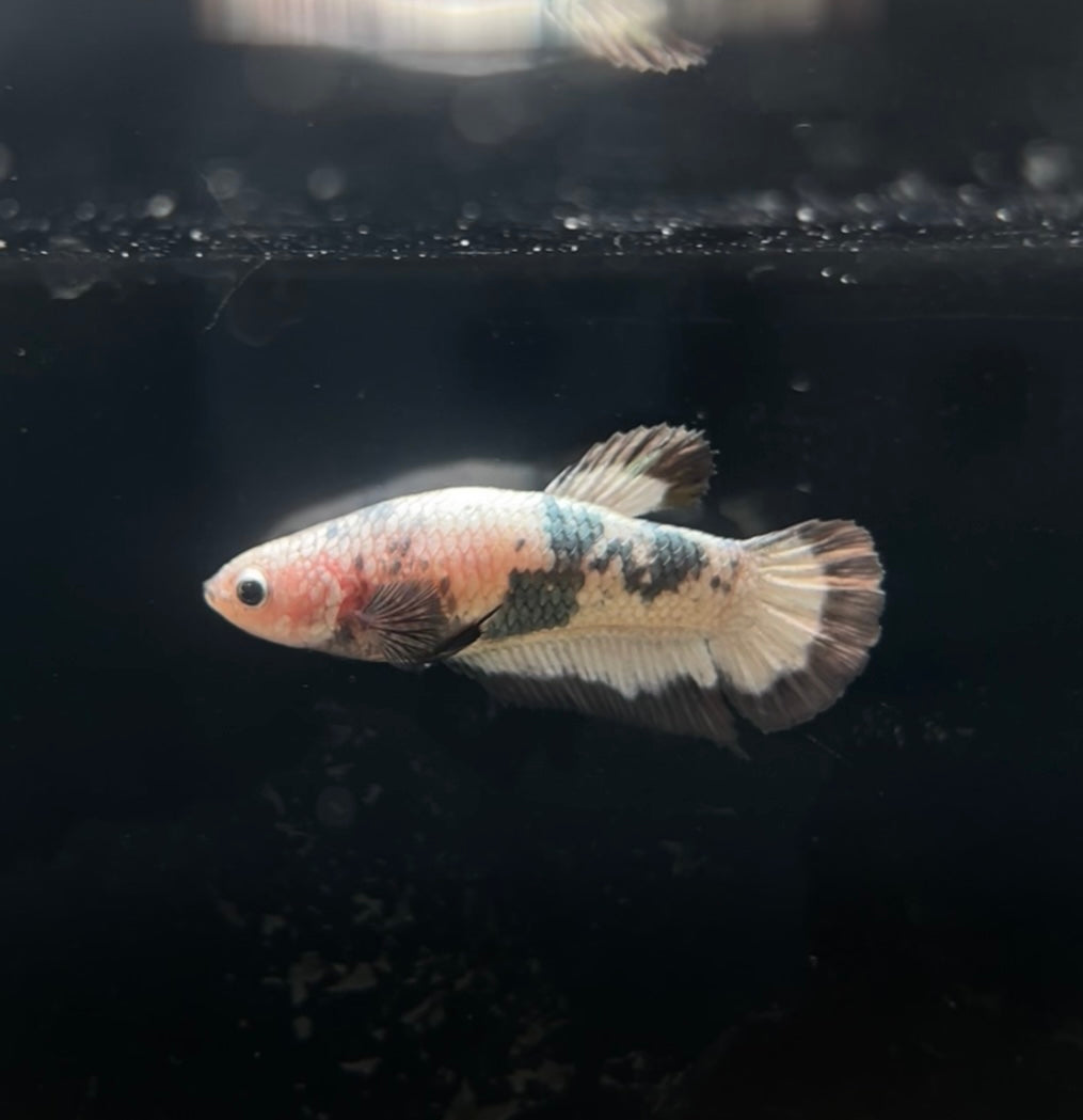 HMPK Copper Rim Female Betta