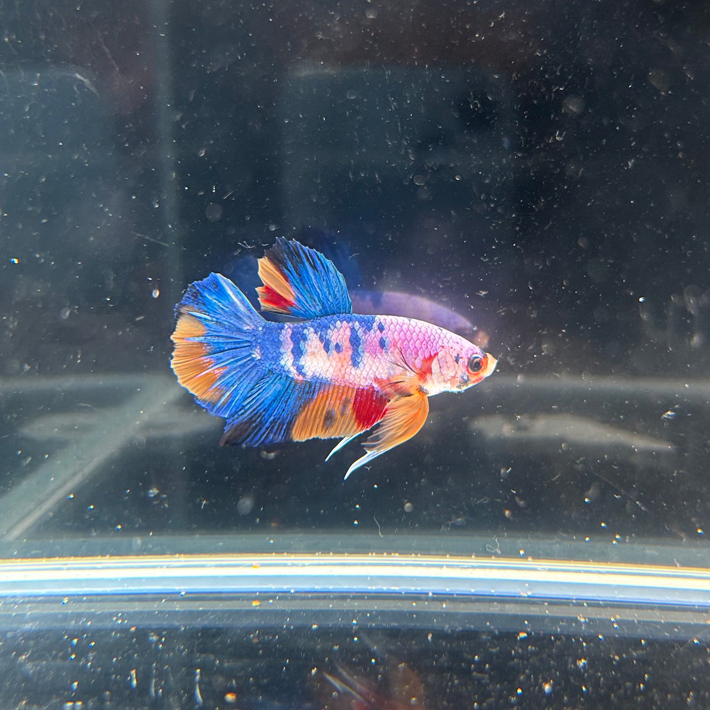 HMPK Galaxy Koi Male Betta