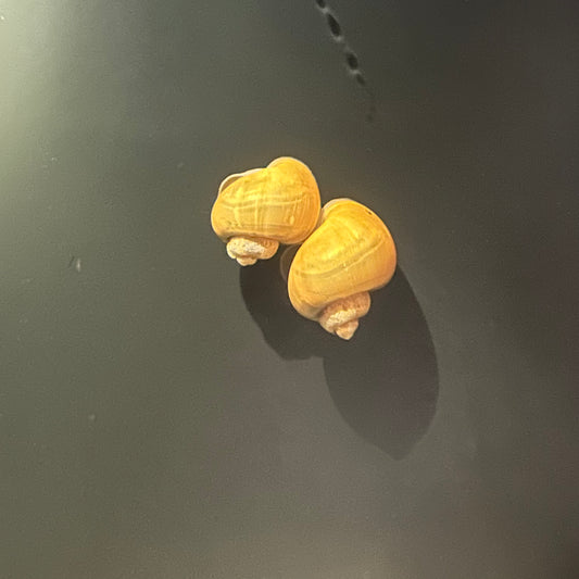 Gold Mystery Snail