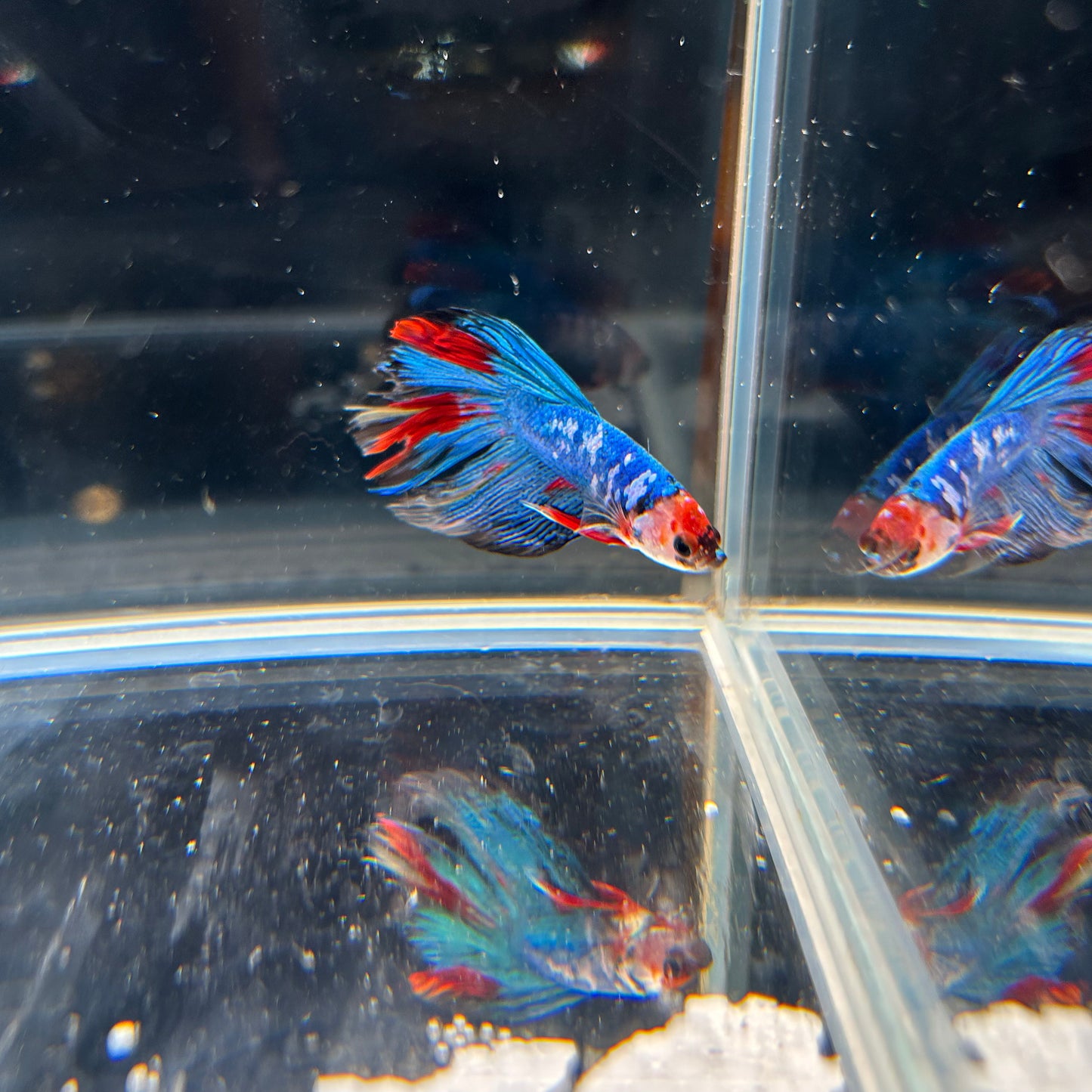 Ripped Fin HM Red Galaxy Koi Male Betta