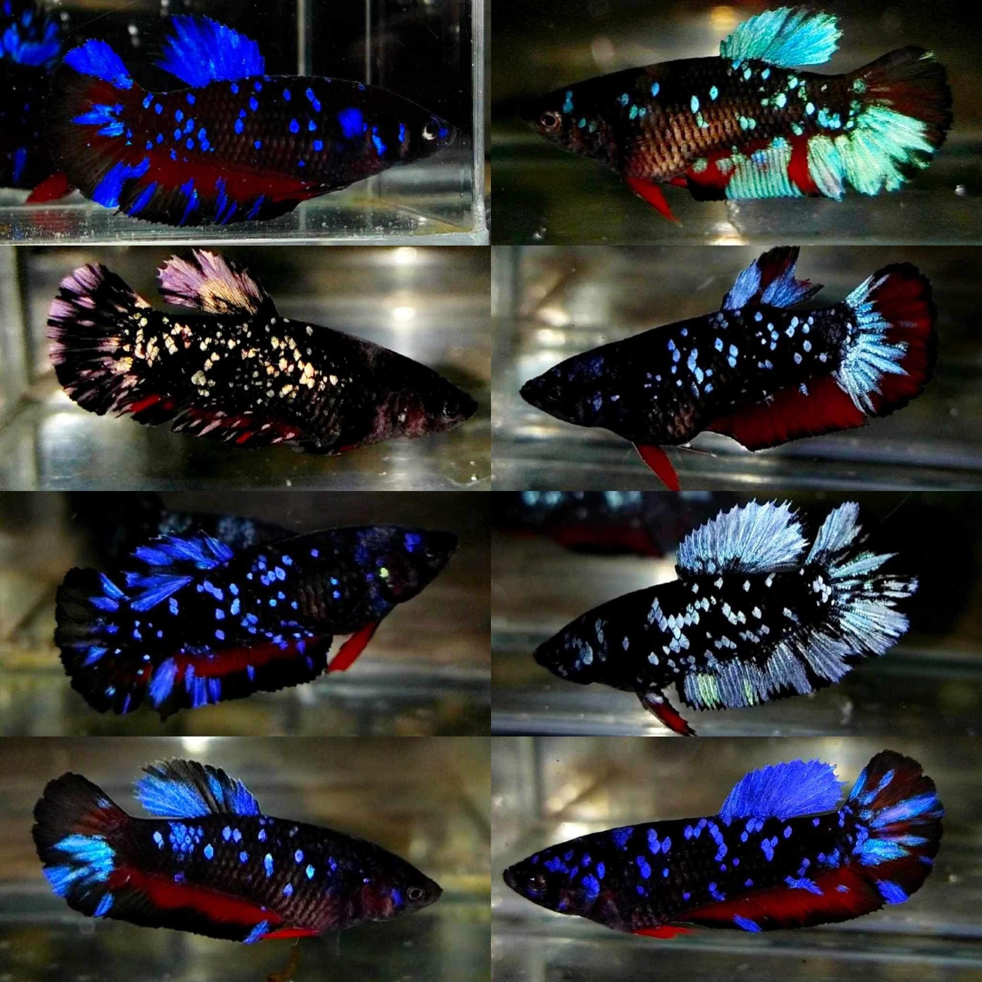 HMPK Blue Avatar Sorority Female Betta – Fish Kings