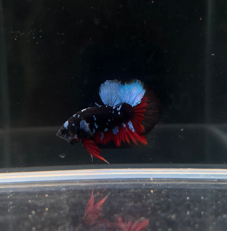 HMPK Blue Avatar Male Betta