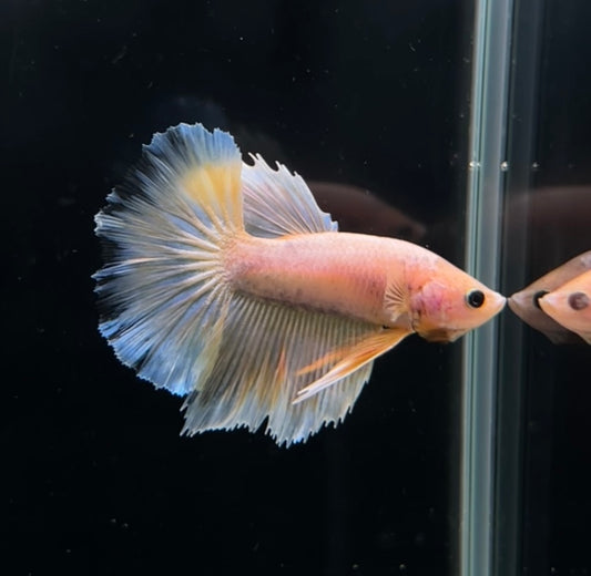 Pineapple White Halfmoon Male Betta